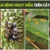 9 LOẠI BỆNH NGUY HIỂM TRÊN CÂY SẦU RIÊNG