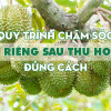 Bí quyết chăm sóc sầu riêng sau thu hoạch