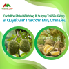Cách Bón Phân Để Không Bị Sượng Trái Sầu Riêng – Bí Quyết Giữ Trái Cơm Mịn, Chín Đều