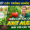Lợi ích của axit Alginic đối với cây trồng.