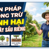 BIỆN PHÁP PHÒNG TRỪ BỆNH HẠI TRÊN CÂY SẦU RIÊNG GIAI ĐOẠN MỪA MƯA