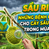 NHỮNG BỆNH GÂY HẠI CHO CÂY SẦU RIÊNG TRONG MÙA MƯA