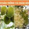 Kỹ thuật cơ bản trồng và chăm sóc Sầu Riêng