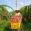 Thanh long vượt sầu riêng, dẫn đầu kim ngạch xuất khẩu