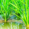 Tìm hiểu dòng phân bón kích thích siêu ra rễ