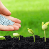3,8 triệu tấn phân bón được nhập khẩu về Việt Nam trong năm 2020