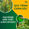 QUY TRÌNH CHĂM SÓC CÂY SẦU RIÊNG GIAI ĐOẠN KIẾN THIẾT (LÀM CƠI ĐỌT)