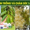 QUY TRÌNH TRỒNG VÀ CHĂM SÓC CÂY SẦU RIÊNG BẰNG BỘ SẢN PHẨM FARMING TIGER 