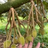 NGUYÊN NHÂN RỤNG TRÁI NON SẦU RIÊNG