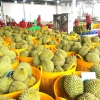 Ngoài Trung Quốc, Nhiều quốc gia tăng mua sầu riêng Việt