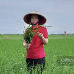 Nguyễn Bảo ngọc