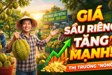 Giá sầu riêng tăng mạnh