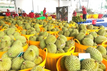Ngoài Trung Quốc, Nhiều quốc gia tăng mua sầu riêng Việt