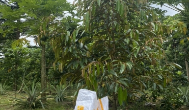 Vườn sầu riêng sử dụng ORGANIC BOOM
