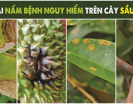9 LOẠI BỆNH NGUY HIỂM TRÊN CÂY SẦU RIÊNG