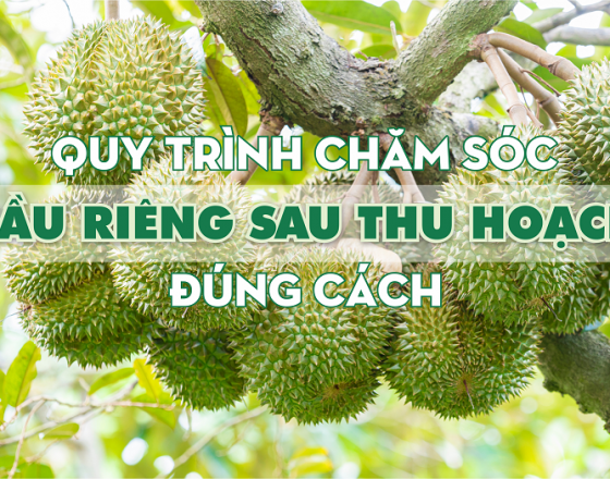Bí quyết chăm sóc sầu riêng sau thu hoạch