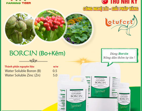 Hướng dẫn sử dụng Borcin (Bo + Kẽm)