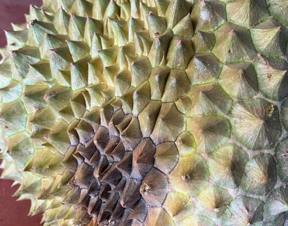 Sầu Riêng Bị Cháy Lá Và Thối Đít Trái: Nguyên Nhân & Giải Pháp Hiệu Quả