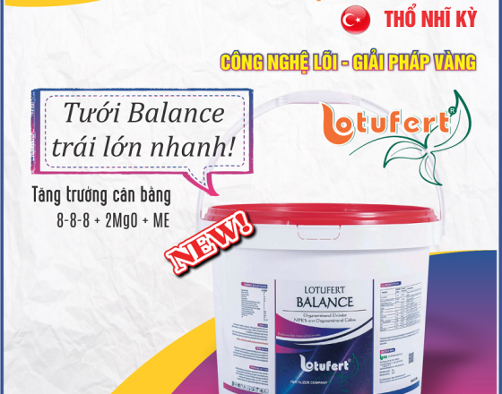 Hướng dẫn sử dụng Balance (8-8-8)