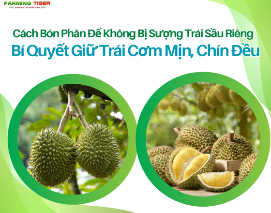Cách Bón Phân Để Không Bị Sượng Trái Sầu Riêng – Bí Quyết Giữ Trái Cơm Mịn, Chín Đều