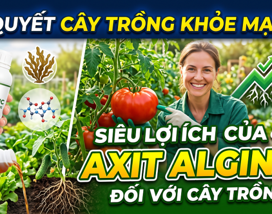 Lợi ích của axit Alginic đối với cây trồng.