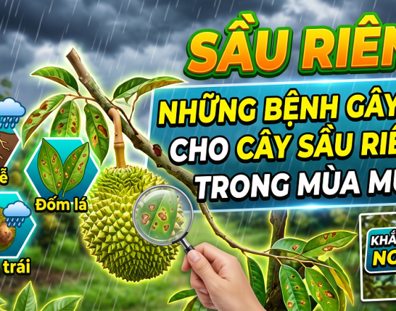 NHỮNG BỆNH GÂY HẠI CHO CÂY SẦU RIÊNG TRONG MÙA MƯA