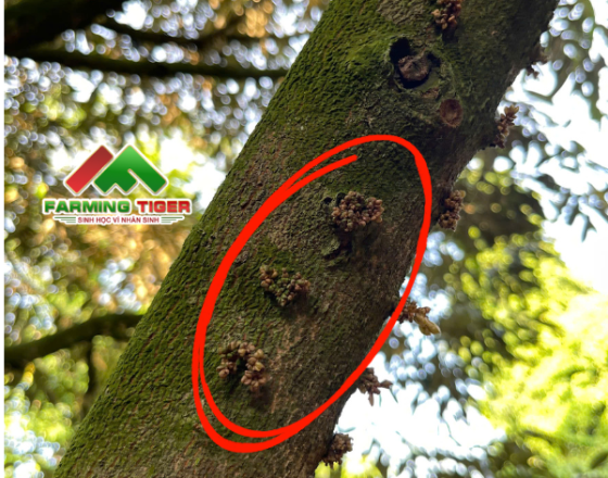 MƯA KHI SẦU RIÊNG NHÚ MẮT CUA – VÌ SAO DỄ ĐEN, THỤT MẮT CUA VÀ CÁCH GIẢM RỦI RO