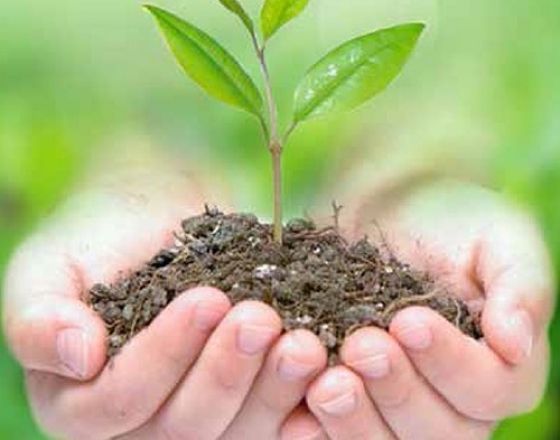 Kiến thức cơ bản về phân bón