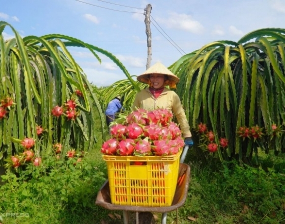 Thanh long vượt sầu riêng, dẫn đầu kim ngạch xuất khẩu