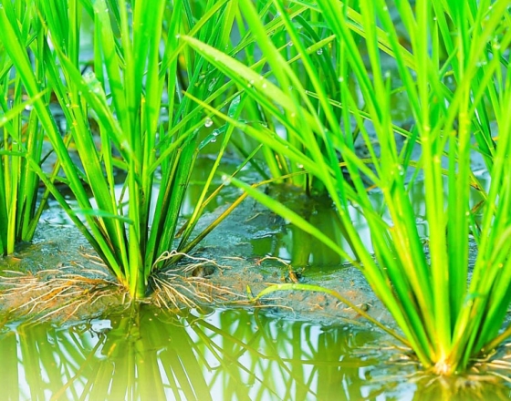 Tìm hiểu dòng phân bón kích thích siêu ra rễ