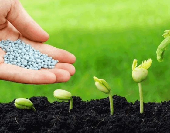 3,8 triệu tấn phân bón được nhập khẩu về Việt Nam trong năm 2020
