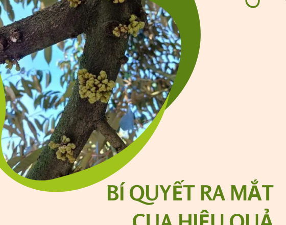 BÍ QUYẾT RA MẮT CUA HIỆU QUẢ – GIÚP CÂY RA BÔNG ĐỒNG LOẠT, ĐẬU TRÁI CAO