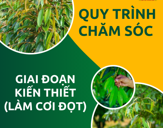 QUY TRÌNH CHĂM SÓC CÂY SẦU RIÊNG GIAI ĐOẠN KIẾN THIẾT (LÀM CƠI ĐỌT)