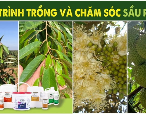 QUY TRÌNH TRỒNG VÀ CHĂM SÓC CÂY SẦU RIÊNG BẰNG BỘ SẢN PHẨM FARMING TIGER 
