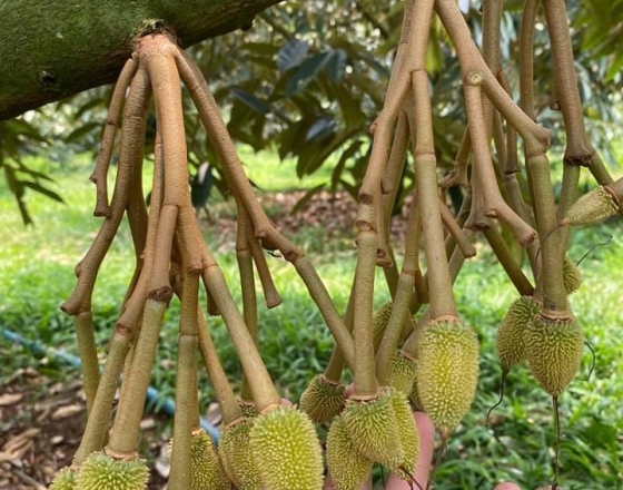 NGUYÊN NHÂN RỤNG TRÁI NON SẦU RIÊNG