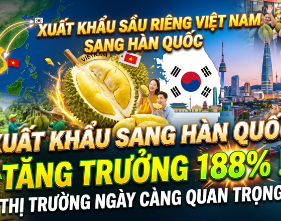 Xuất khẩu sầu riêng Việt Nam sang Hàn Quốc tăng 188%, thị trường Hàn Quốc ngày càng quan trọng