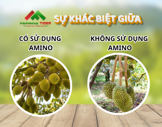 Sự Khác Biệt Giữa Việc Có Và Không Sử Dụng Amino Acid Trong Giai Đoạn Chạy Trái Sầu Riêng