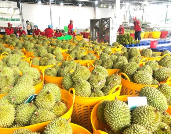 Ngoài Trung Quốc, Nhiều quốc gia tăng mua sầu riêng Việt