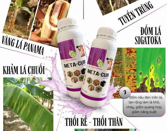 NHỮNG BỆNH PHỔ BIẾN TRÊN CHUỐI CẤY MÔ - CÁCH NHẬN BIẾT VÀ XỬ LÝ HIỆU QUẢ