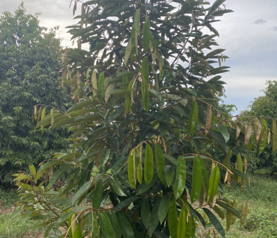 Cây Trồng 1