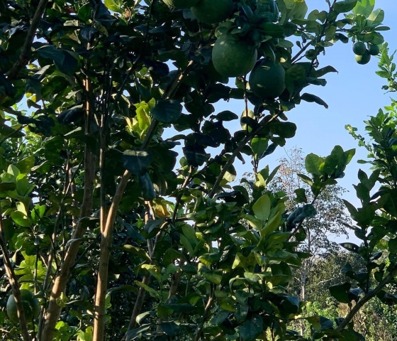 hình ảnh thật tế khi nhà nông  sủ dụng Roots Like