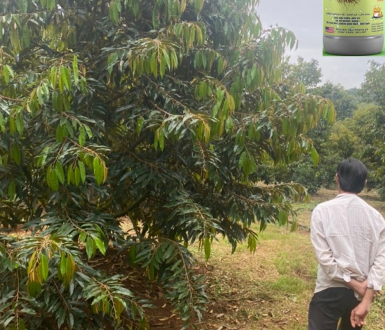 hình ảnh thực tế khi sủ dụng Roots Like