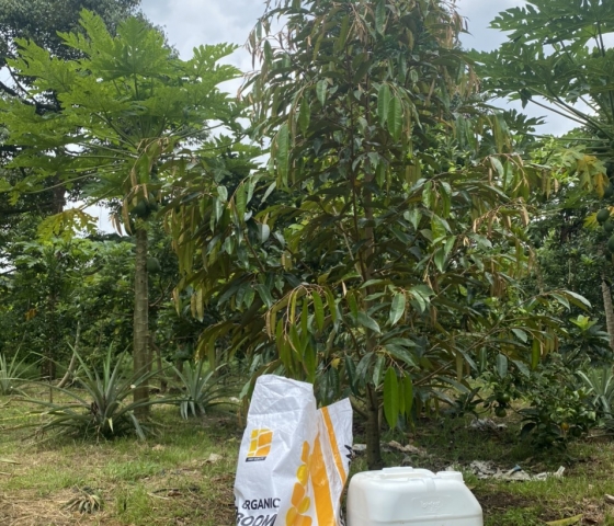 Vườn sầu riêng sử dụng ORGANIC BOOM