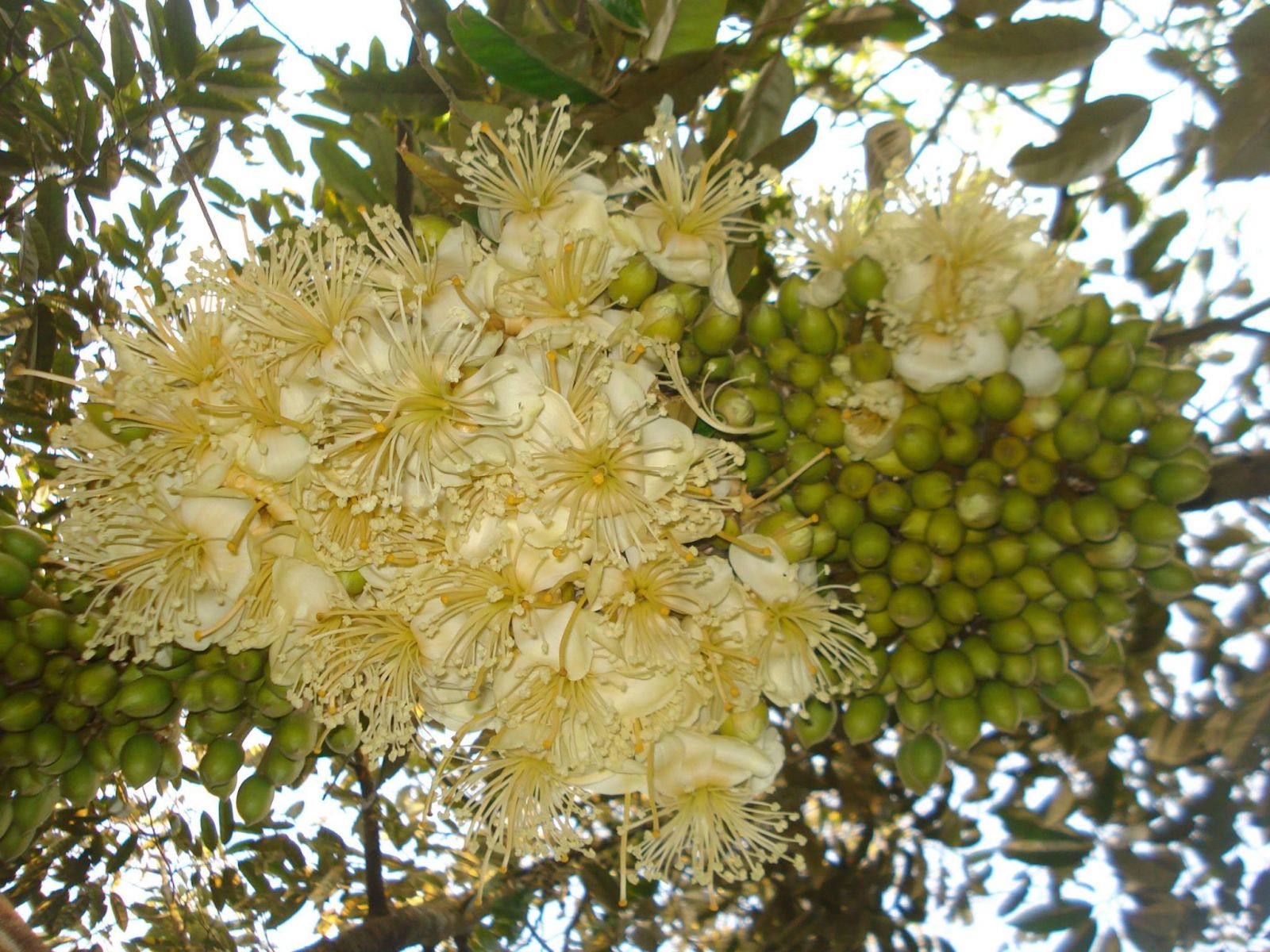 GIAI ĐOẠN XỔ NHUỴ